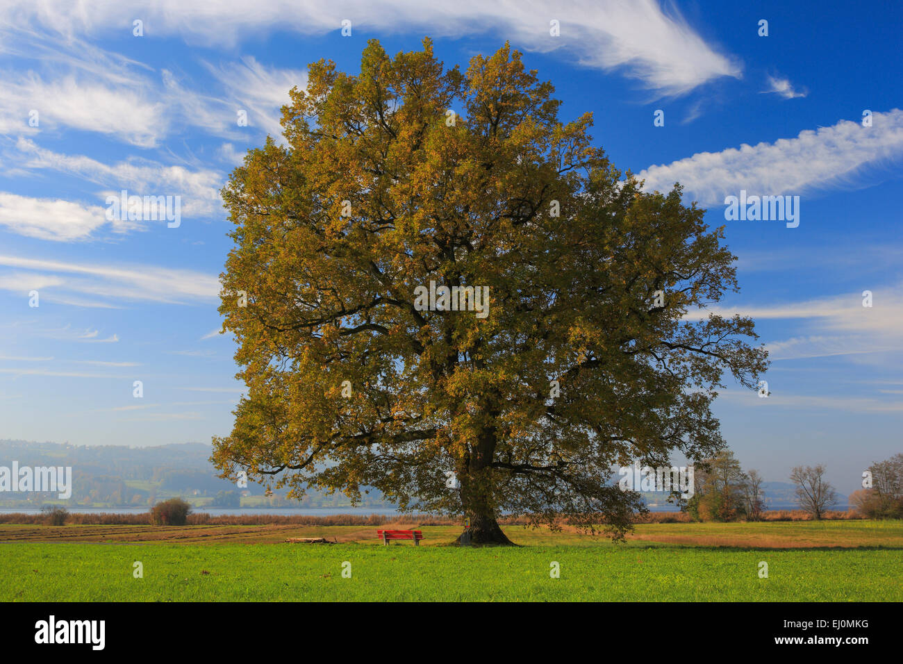 1, Baum, Bäume, Eiche, Greifensee, Herbst, Farben, Herbst, Laub, Natur, Schweiz, Europa, Kanton Zürich, nur eins, Stockfoto