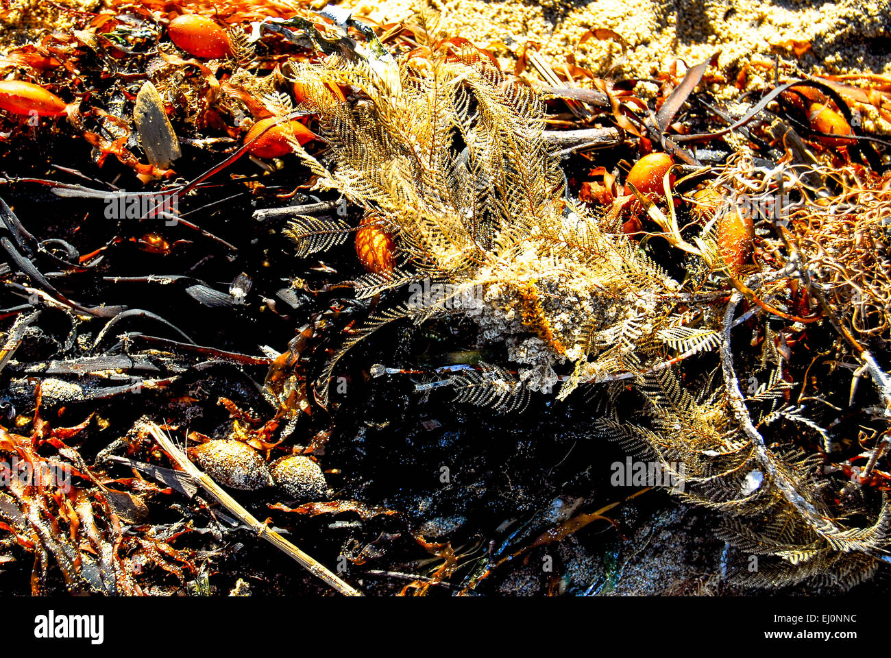 Federleicht und bunten Treibgut aus dem Meer glitzert in der Sonne an einem australischen Strand. Stockfoto