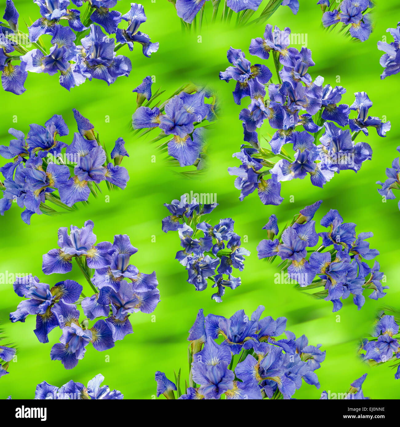 Schöne Blumensträuße blaue Iris auf grüne erlauben Hintergrund. Nahtlose Muster Stockfoto