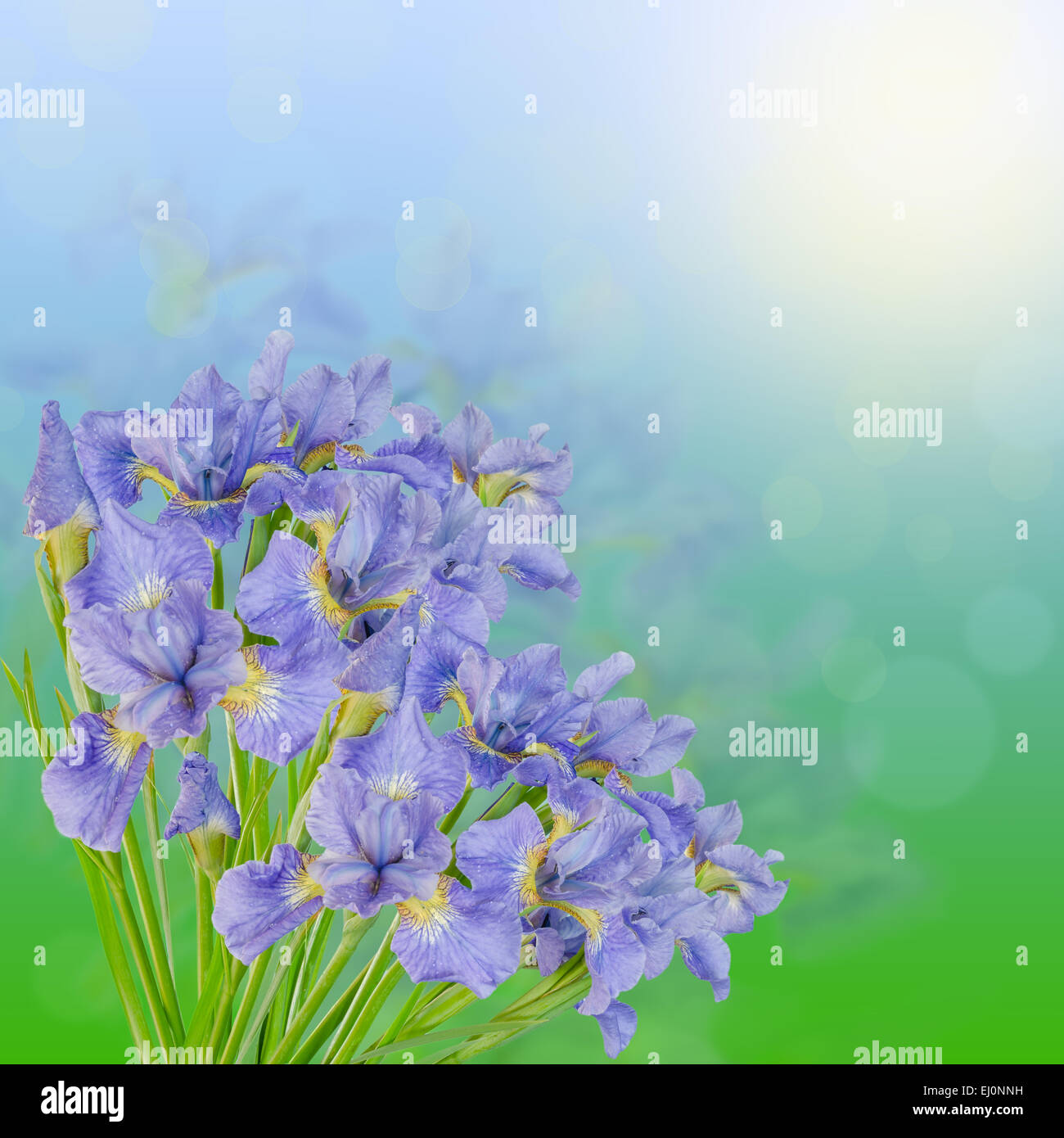 Schöner Blumenstrauß blaue Iris auf dem Grün und im Himmel Hintergrund mit Bokeh-Effekt Stockfoto