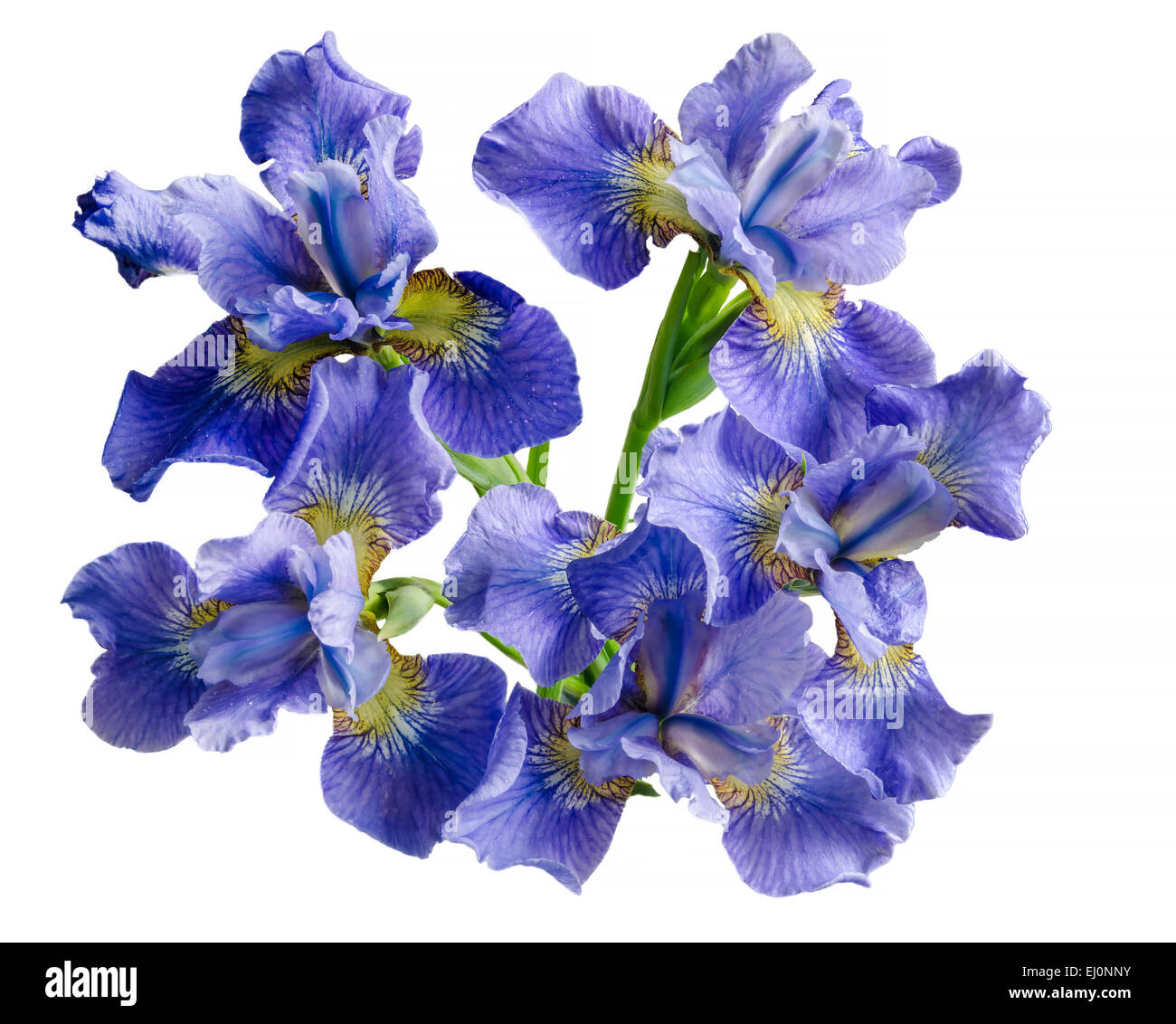 Blumenstrauß Iris Blume isoliert auf weißem Hintergrund. Draufsicht Stockfoto
