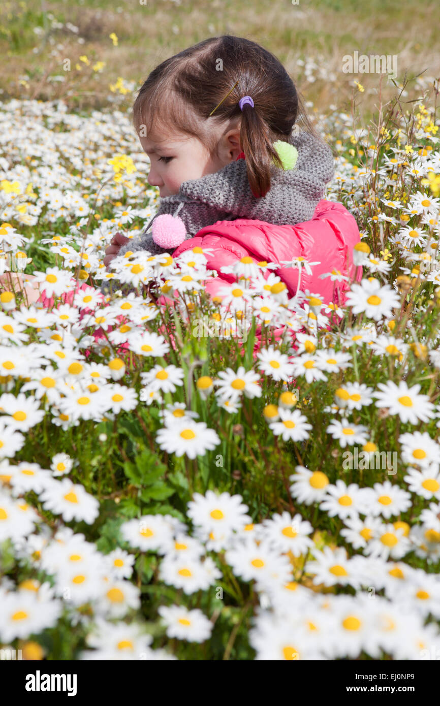 Zwei Jahre und ein halbes altes Kleinkind Mädchen sitzen im Feld daisy Stockfoto