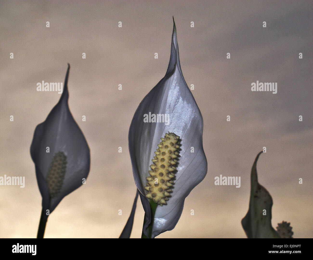 Blume, Spatiphyllum, düster, düster, Trauer, grau, Konzepte, Symbol, abstrakt, Stockfoto