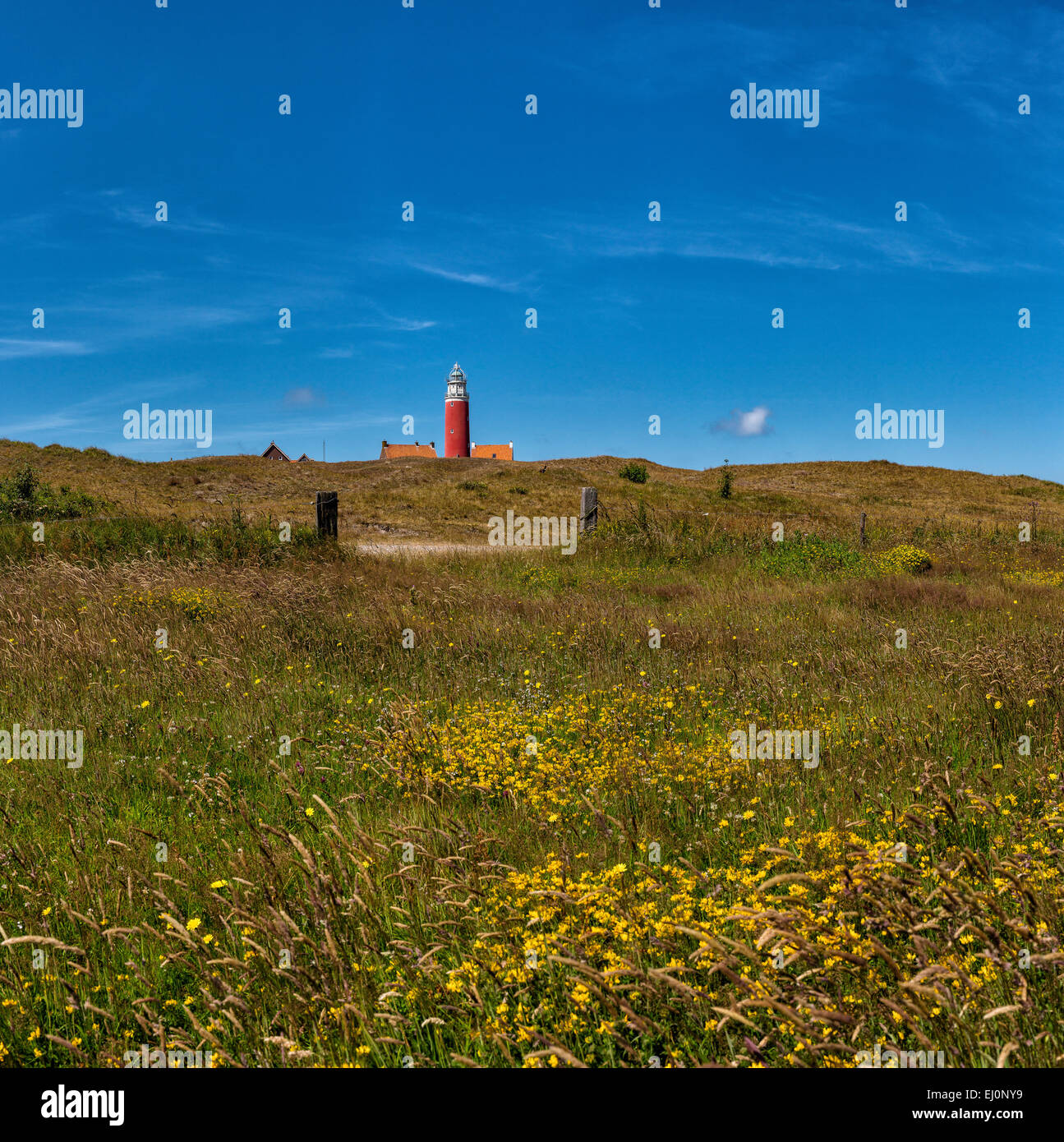 Niederlande, Holland, Europa, De Cocksdorp, Leuchtturm, Texel, Nordholland, Landschaft, Sommer, Dünen, Stockfoto