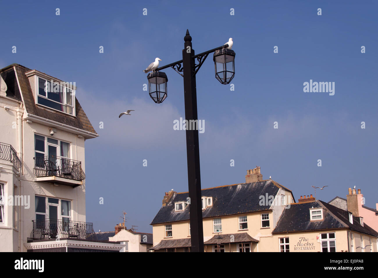 Möwen auf der Esplanade in Sidmouth, Devon - ein ständiges Problem in der Stadt. Falknerei wird verwendet, um sie zu verhindern. Stockfoto
