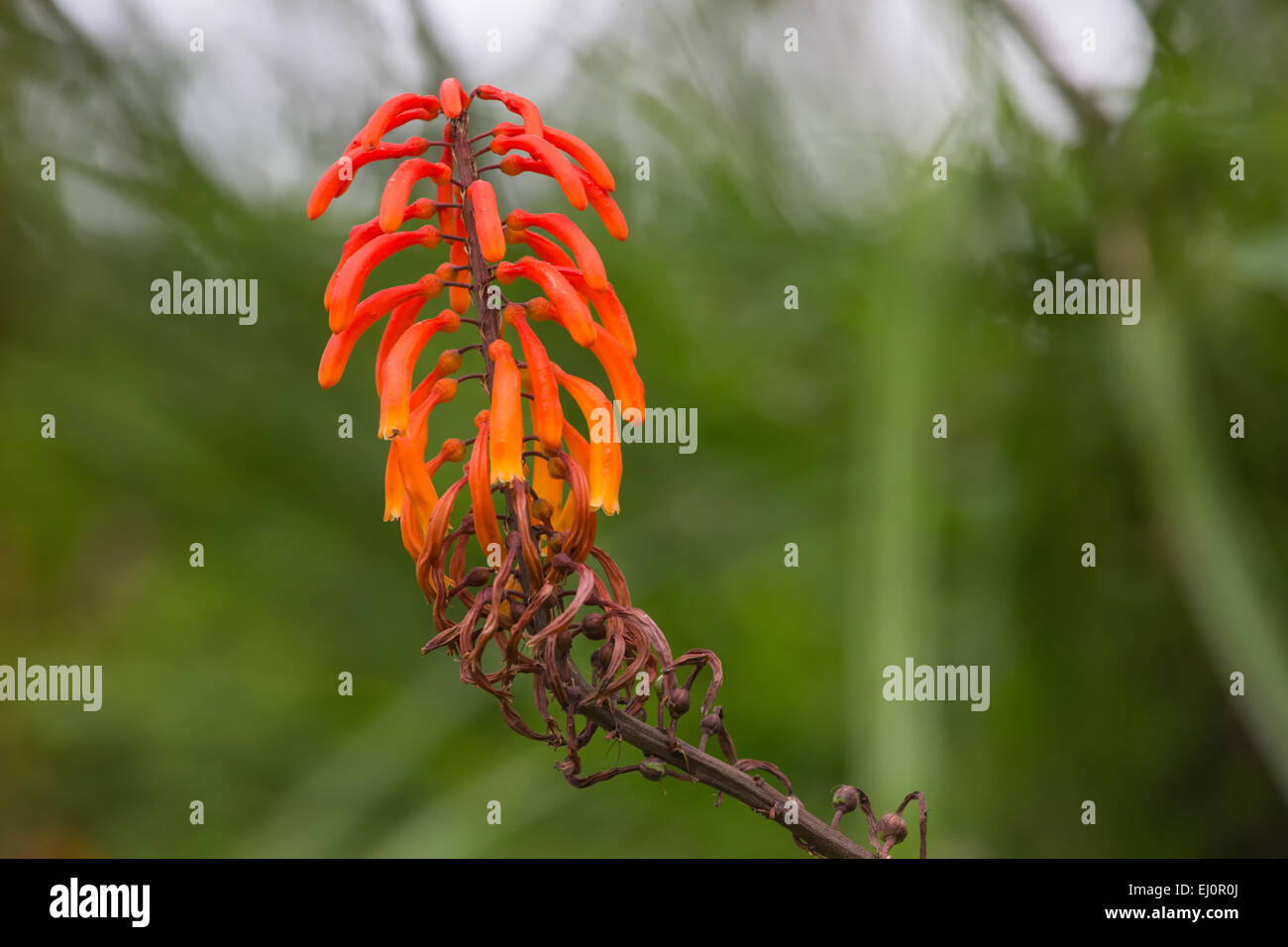 Afrika, Arusha, Nationalpark, Blumen, Blüten, Pflanzen, Reisen, Tansania, Ostafrika, Wildnis Stockfoto