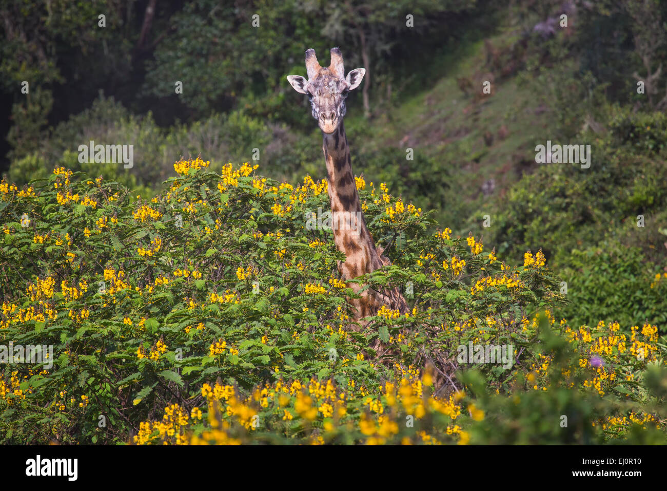 Afrika, Arusha, Nationalpark, Giraffe Giraffa Plancius, Reisen, Savanne, Säugetiere, Tansania, Ostafrika, Tiere, Wildern Stockfoto