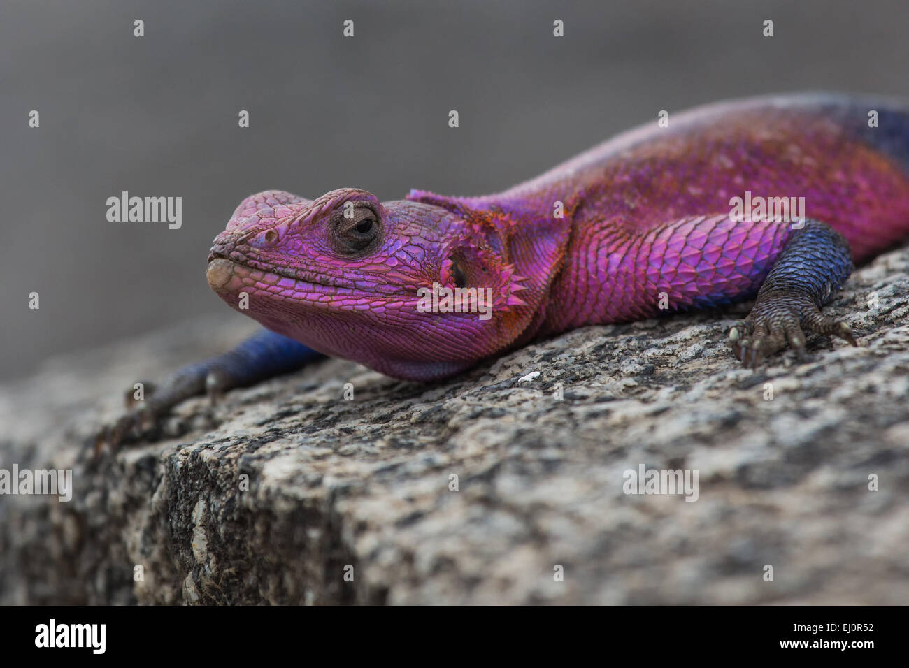 Afrika, Agamen, Echse, Agamidae, Reisen, Reptilien, Savanne, Serengeti, Tansania, Ostafrika, Tiere, Wüste, wilde Tiere Stockfoto