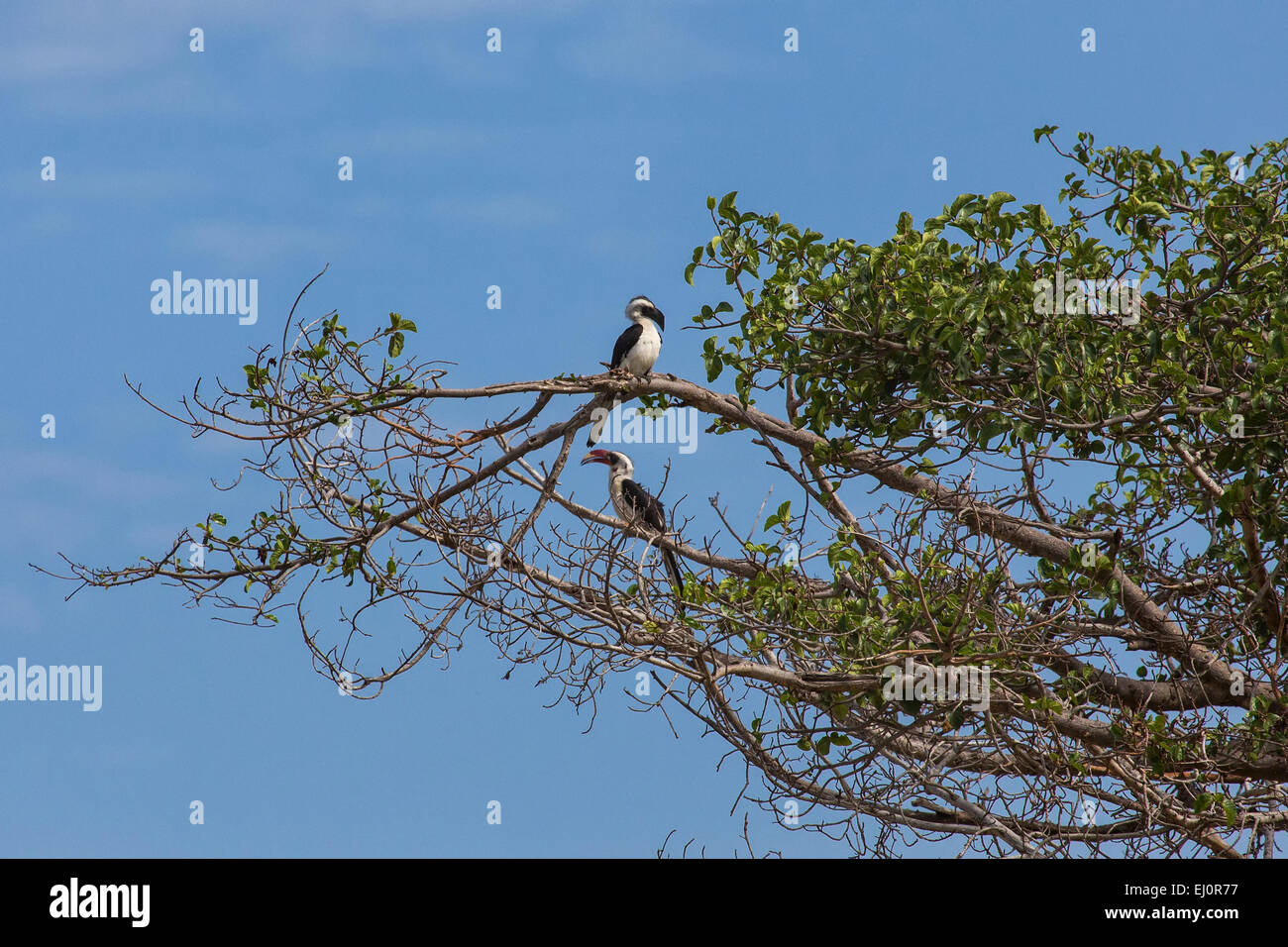 Afrika, von der Decken Hornbill Tockus Deckeni, Reisen, Savanne, Serengeti, Tansania, Ostafrika, Tiere, Toko, Vogel, Vögel, Stockfoto