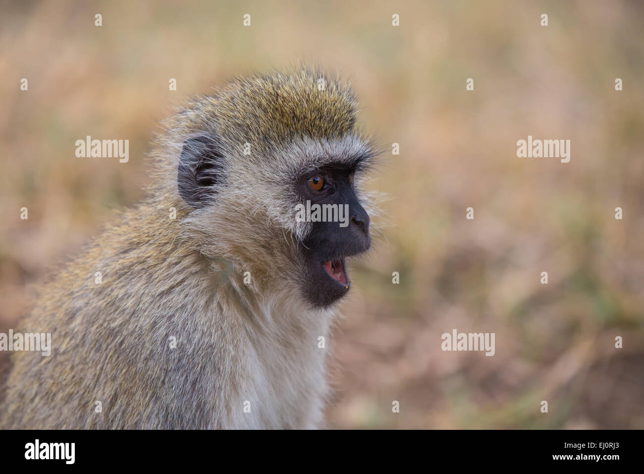 Affen, Afrika, langschwänzigen Affen, Meerkatzen, Primaten, Reisen, Savanne, Serengeti Affen, Afrika, langschwänzigen Affen, Meerkatzen, Primaten, Reisen, Savanne, Serengeti