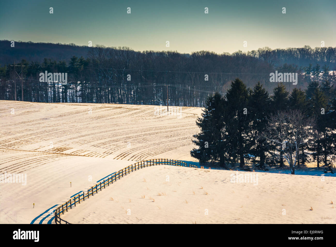 Blick auf Pinien in einer verschneiten Hof-Feld im ländlichen York County, Pennsylvania. Stockfoto