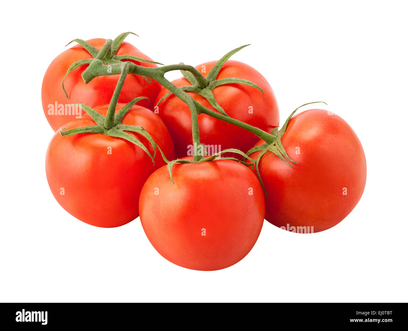 Tomaten an den Rebstöcken isoliert auf weiss Stockfoto