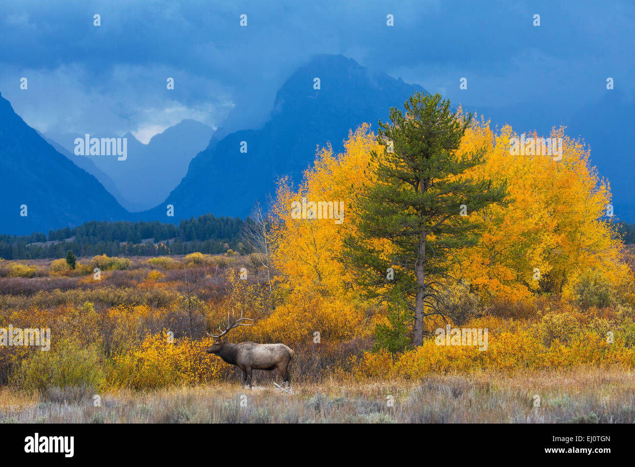 USA, USA, Amerika, Wyoming, Rockies, Rocky Mountains, Grand Teton, Nationalpark, Landschaft, Herbst, Elch, Cervus Kanada Stockfoto