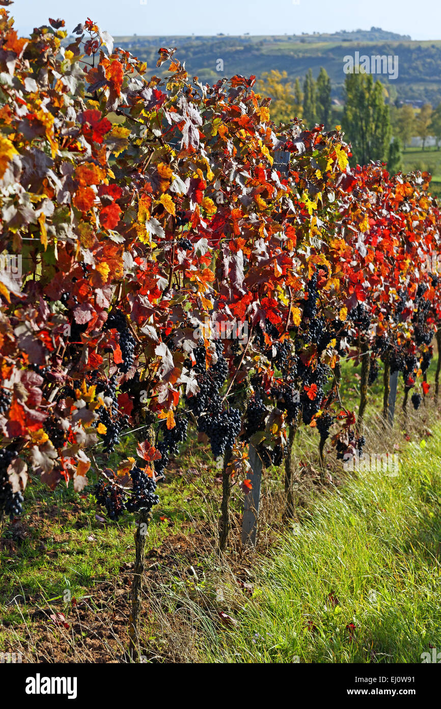 Europa, Deutschland, Europa, Rheinland-Pfalz, Frank Weiler, Weinstraße, Reben, Trauben, Cluster, blau, Pflanzen, Wein, Detail, Fru Stockfoto