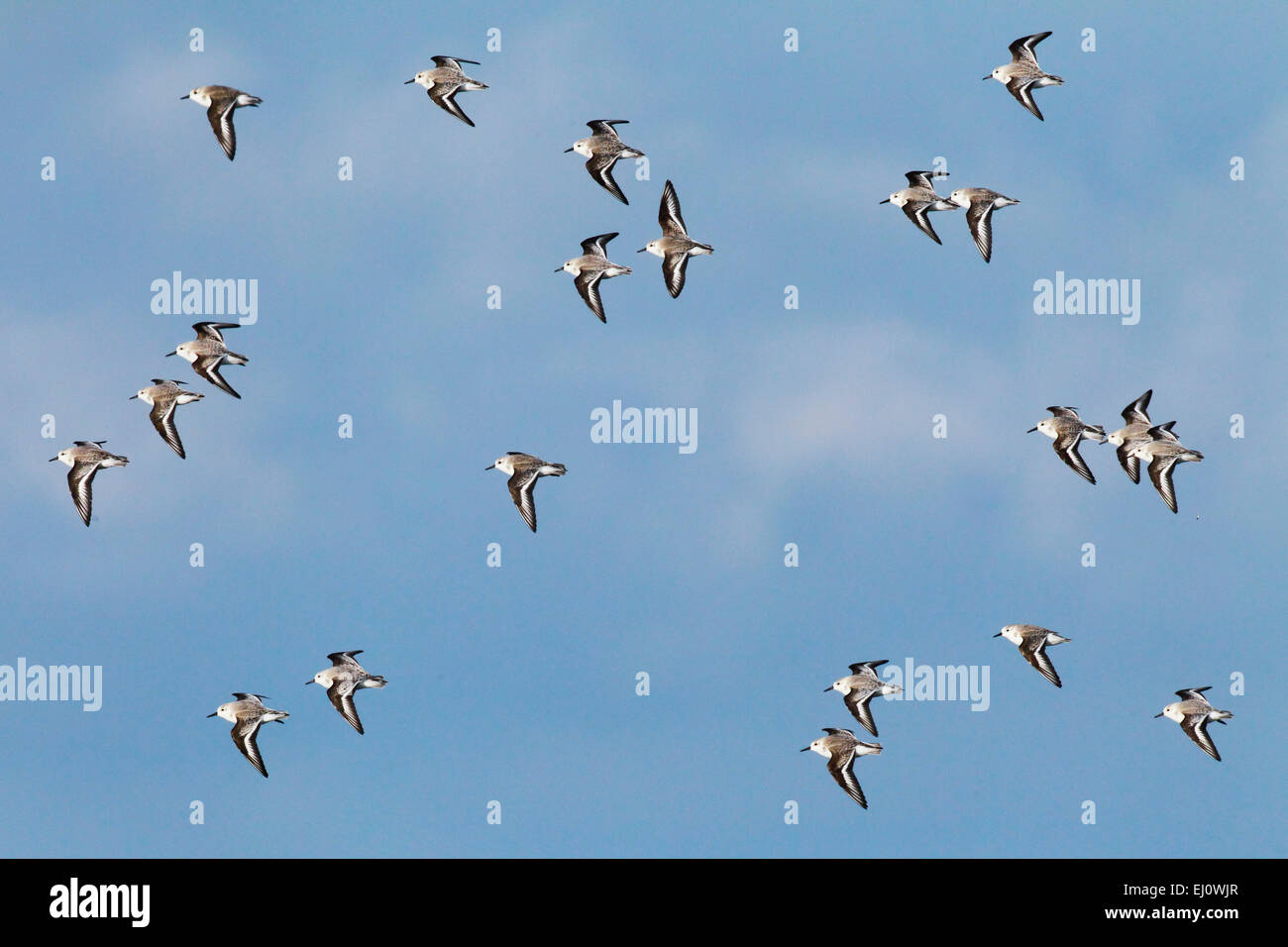 Deutschland, Europa, Flug, Flug-Bildung, Gruppe, Helgoland, Himmel, Insel, Insel, Küste, Meer, Natur, Nordsee, Portrait, Sanderli Stockfoto