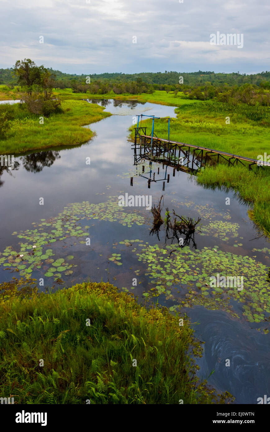 Landschaft eines Sumpfgebietes in Ost-Kalimantan, Indonesien. Stockfoto