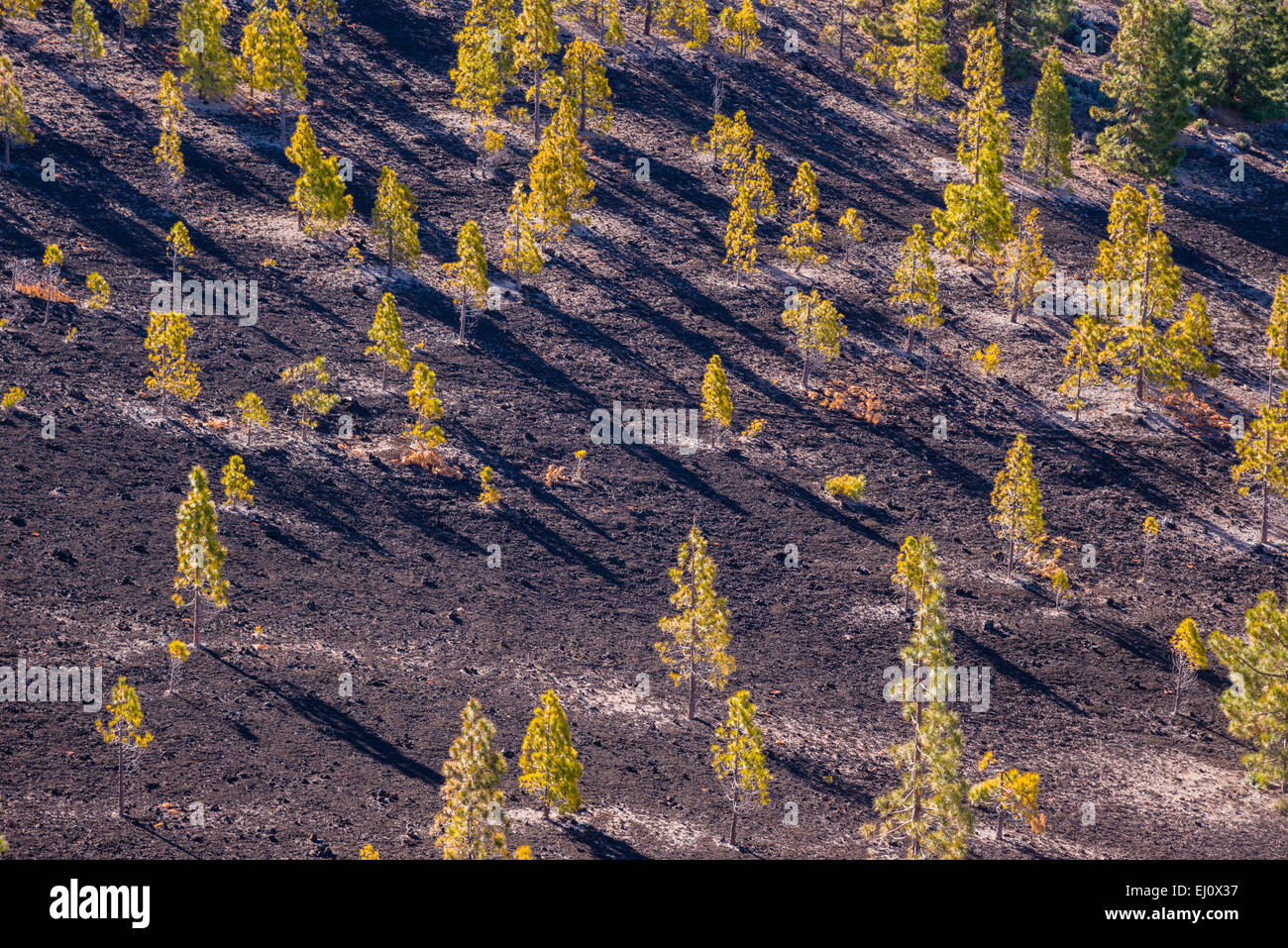 Kanarische Kiefer, Pinus Canariensis, Mirador de Chio, Teide National park, Teneriffa, Kanaren, Spanien, Europa, Tannen, Bäume, Stockfoto