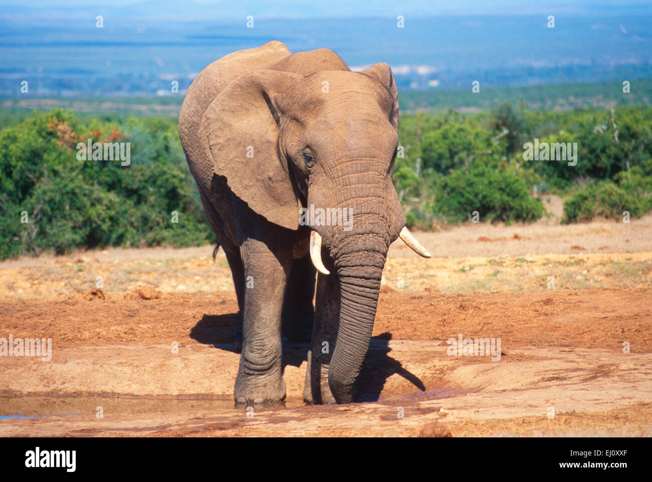 Afrikanischer Elefant, Loxodonta Africana, Elephantidae, Elefant, Wasser ganze, Säugetier, Tier, Addo Elephant National Park, South Af Stockfoto