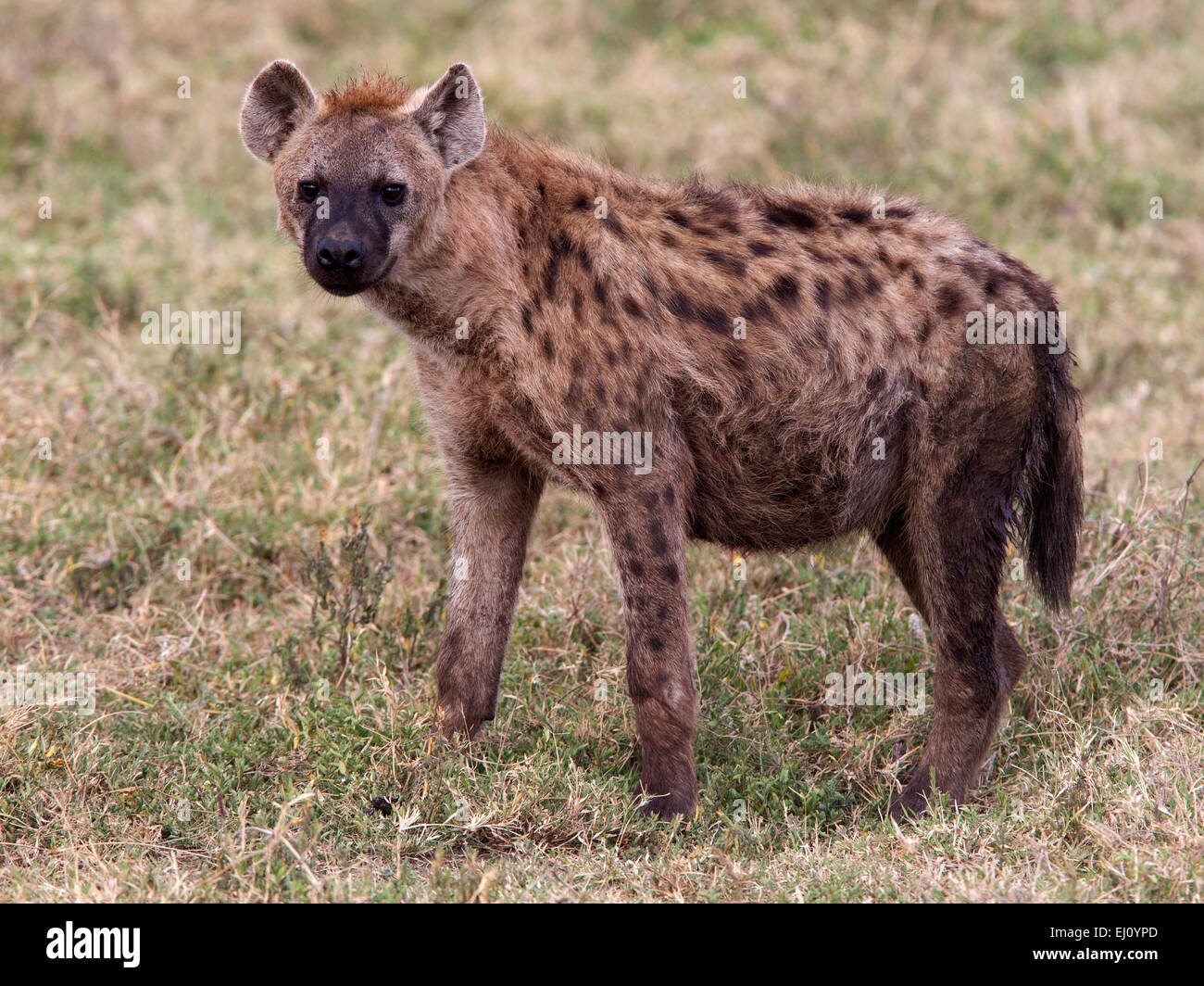 Hyäne stehend entdeckt Stockfoto