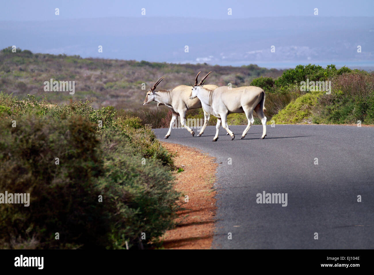 Gemeinsame Eland (Tauro Oryx) beim Überqueren der Straße in den West Coast Nationalpark in Langebaan, Südafrika. Stockfoto