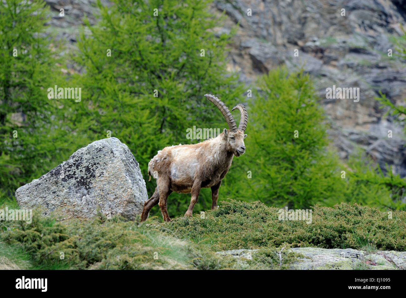 Steinbock, Steinbock, Nanny Bergziege, Ruminat, Horntiere, Boviden, Deutschland, Berge, Hörner, Tiere, Capra Ibex, wildes Tier, Stockfoto