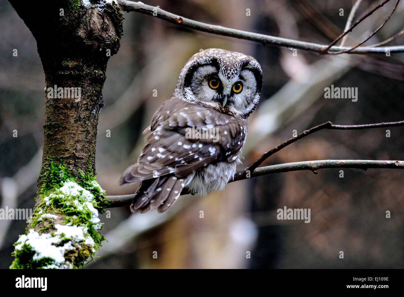 Aegolius Funereus, Eule, Eulen, Greifvögel, Raptor, Raubvogel, Käuzchen, Eulen, Nacht Vogel, boreal Eule, Vogel, Vögel Stockfoto