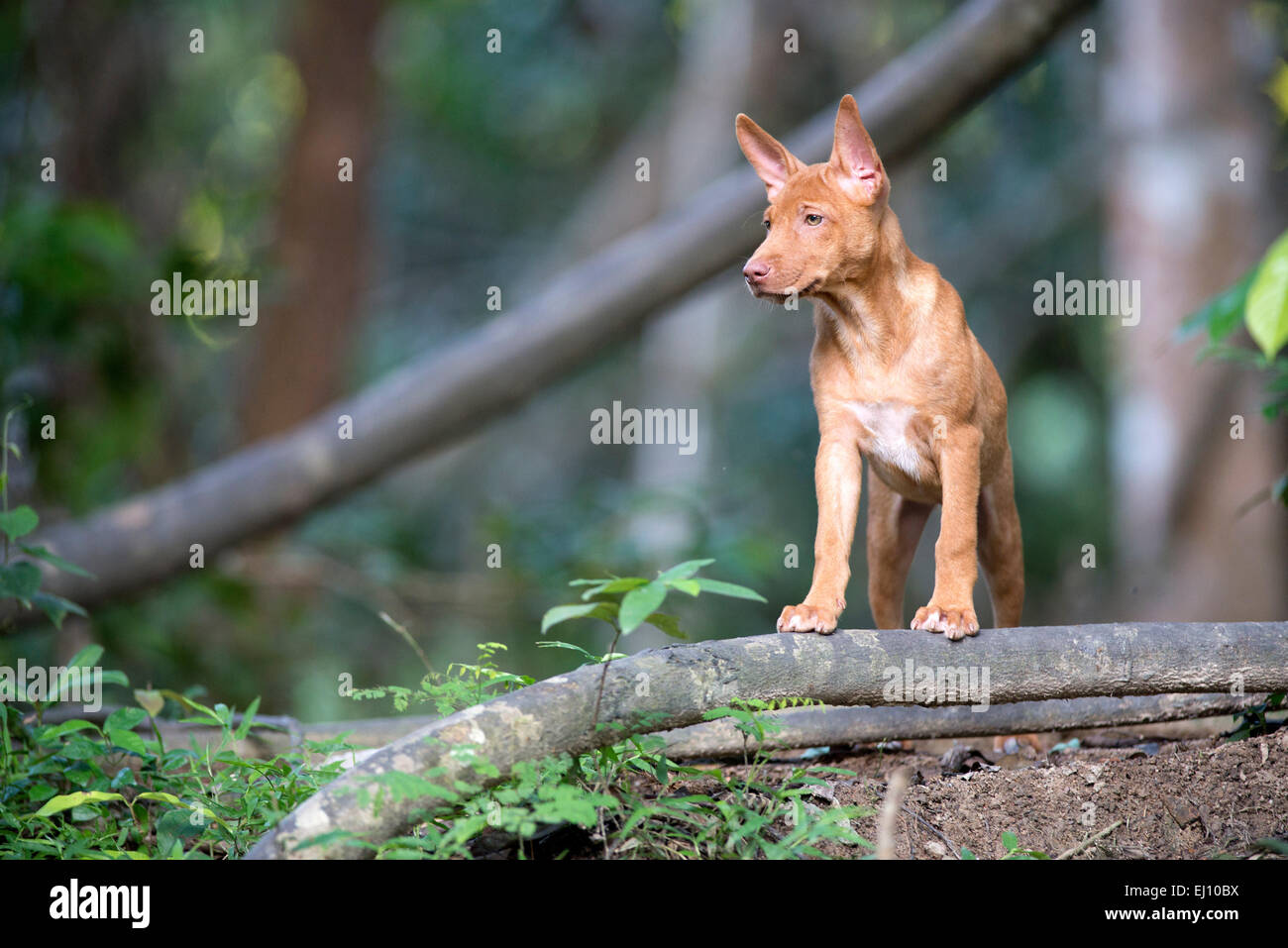 Hund von Thailand, Welpen, Hund, Thai Bankaew, Säugetier, Canis Familiaris, jung, Stockfoto