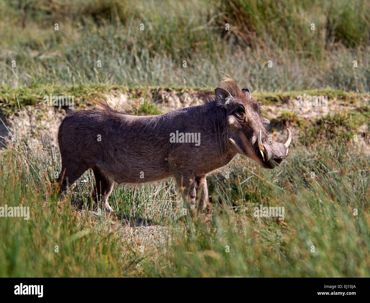 Gemeinsamen Warzenschwein Stockfoto