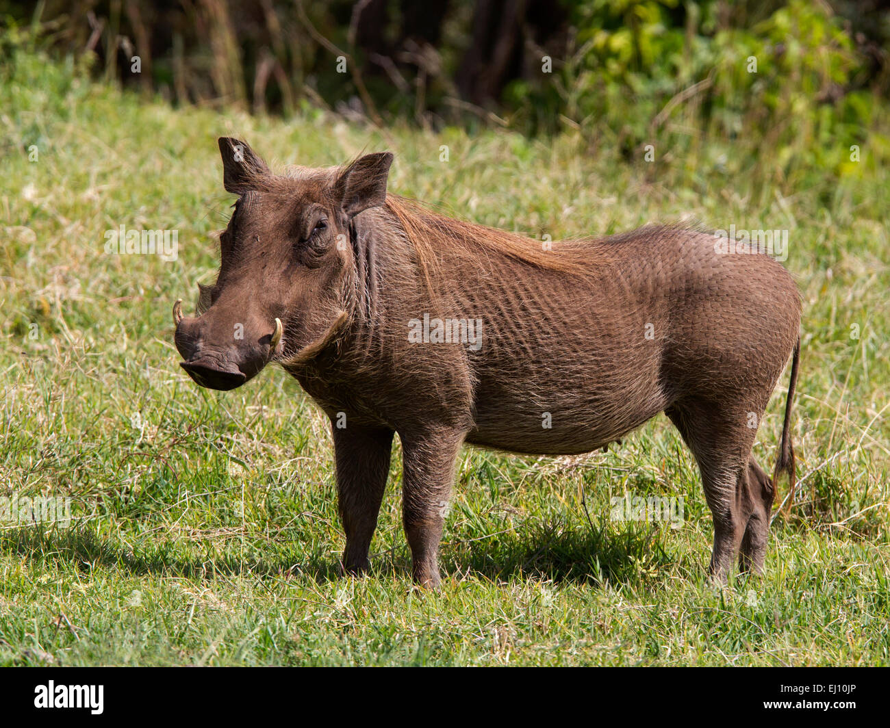 Weibliche gemeinsame Warzenschwein Stockfoto