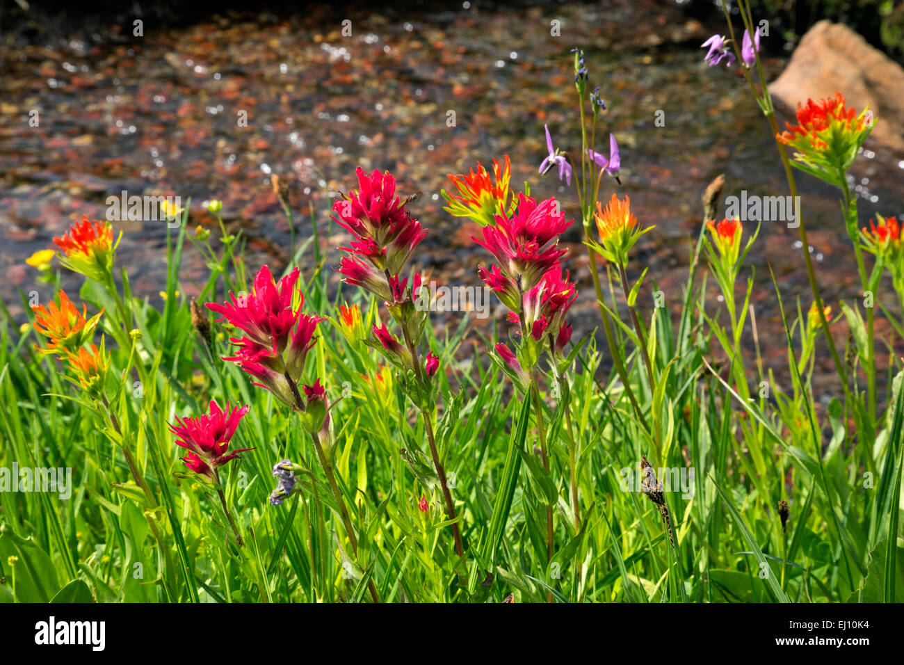 OREGON - zwei Farben Pinsel und Sternschnuppen blühen entlang eines kleinen Schmelzwasser Baches auf einer Wiese in der Nähe von Todd See. Stockfoto
