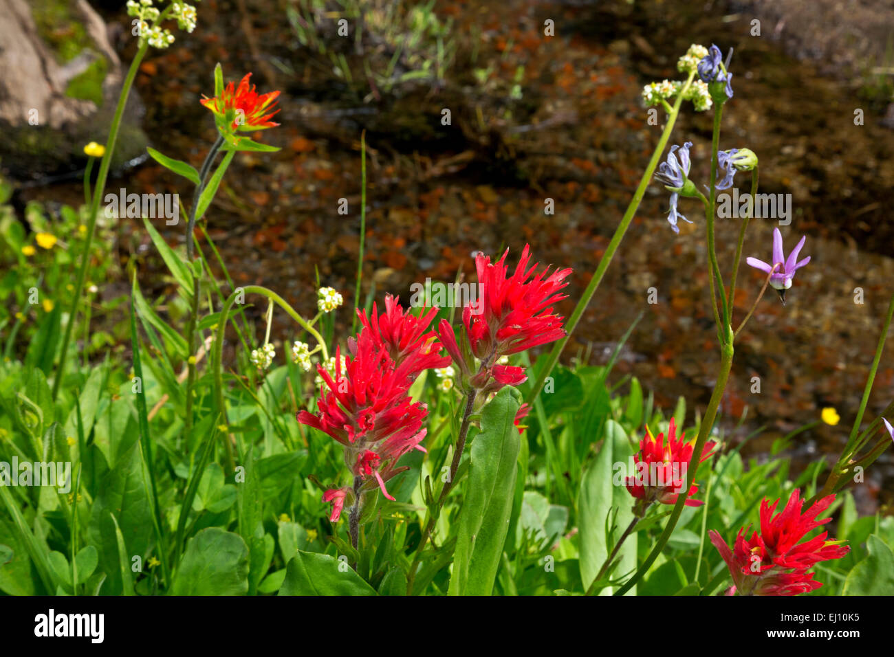 OREGON - Pinsel blühen entlang eines kleinen Schmelzwasser Baches in der Nähe von Todd See im Deschutes National Forest in der Nähe von Bend. Stockfoto