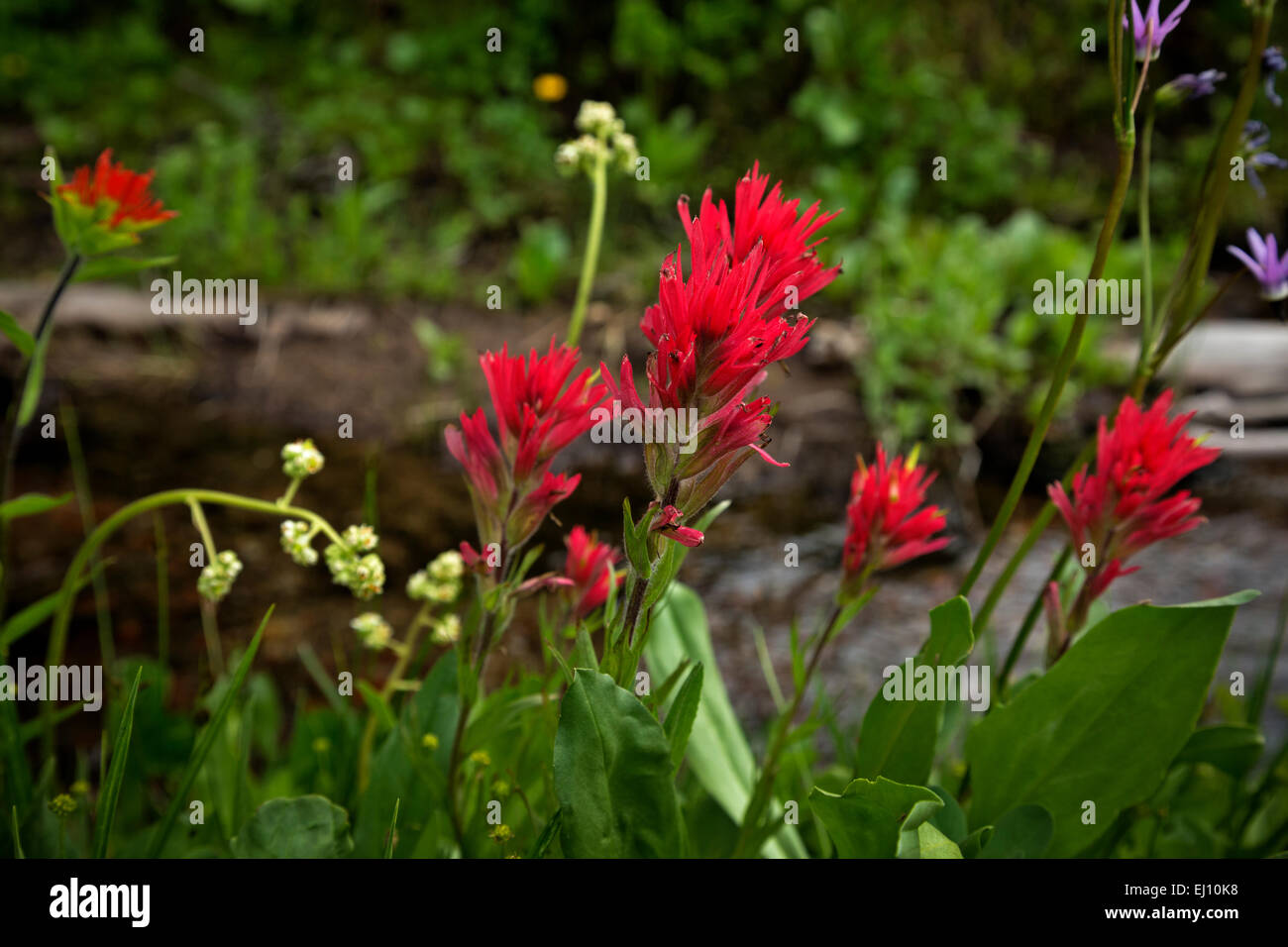 OREGON - Pinsel blühen entlang eines kleinen Schmelzwasser Baches in der Nähe von Todd See im Deschutes National Forest in der Nähe von Bend. Stockfoto