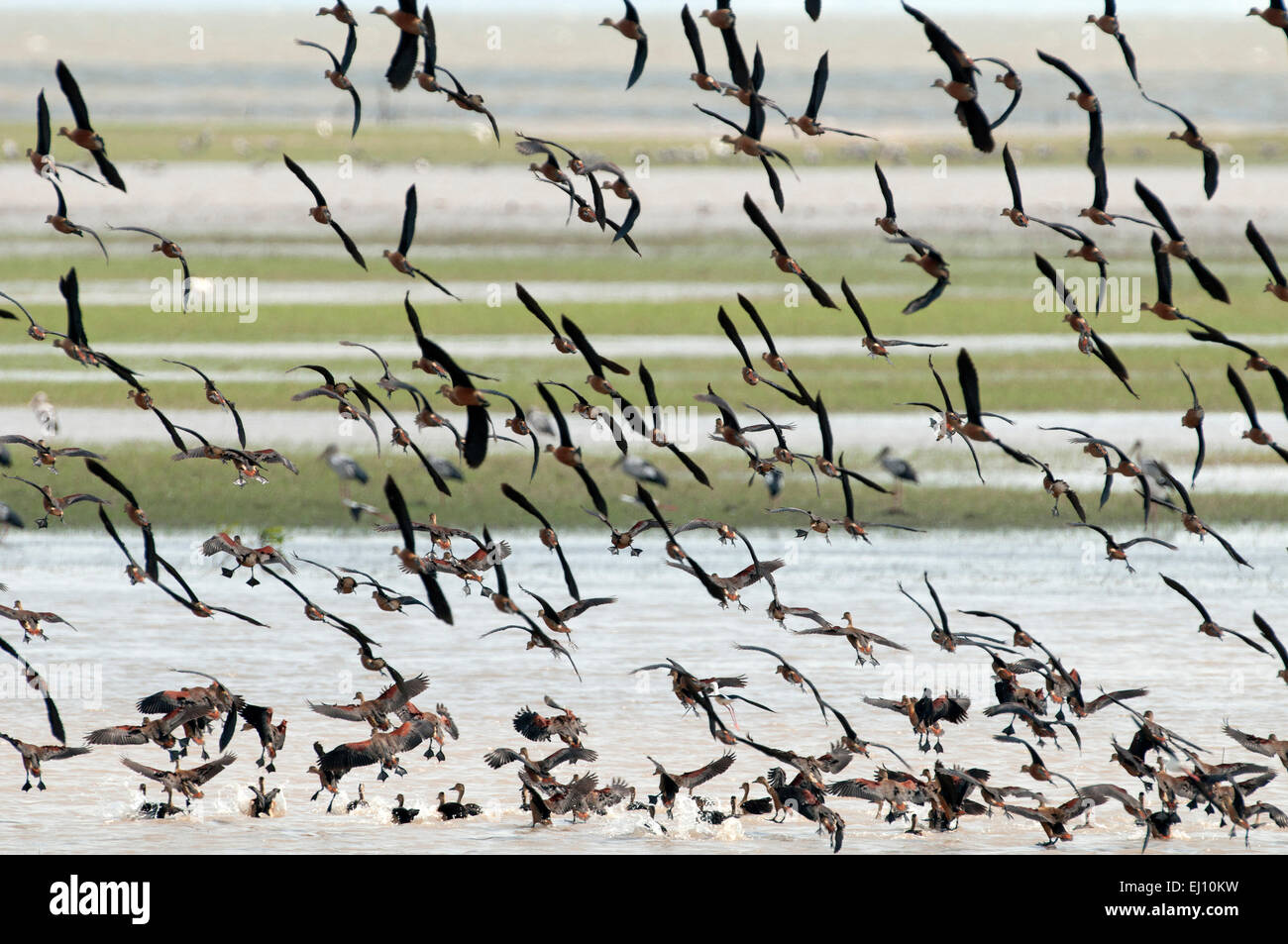 Geringerem pfeifende Ente, Ente, Vogel, Palmiped, Gruppe, Flug, Dendrocygna Javanica, Landung, Thailand Stockfoto