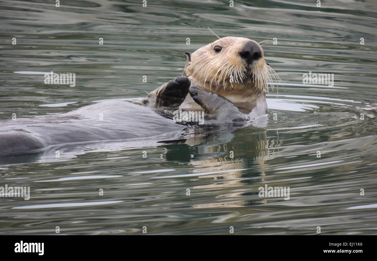 Seeotter (Enhydra Lutris). Seeotter sind eines der kleinsten der Marine Mammal Familie aber eines der größten der Wiesel Stockfoto