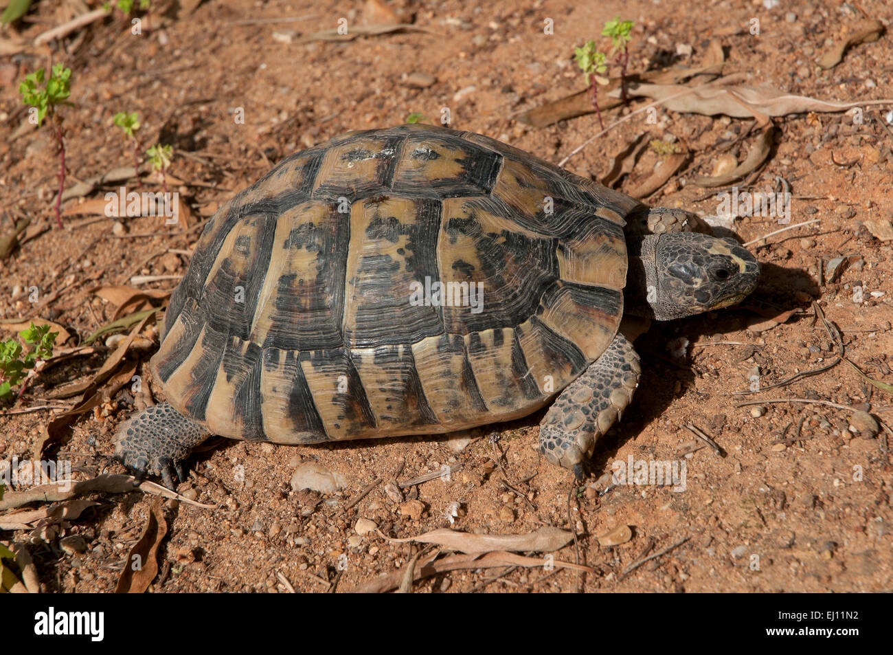 Sporn-thighed Tortoise oder griechische Schildkröte (Testudo Graeca), Region von Andalusien, Spanien, Europa Stockfoto
