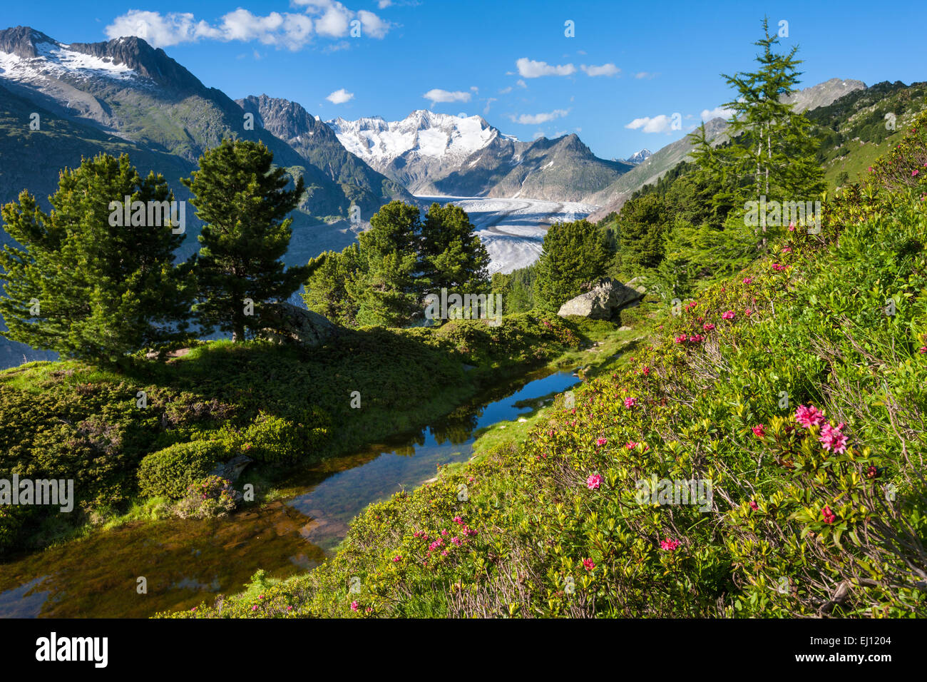 Aletschwald, der Schweiz, Europa, Kanton Wallis, Wallis, Aletsch Gebiet, UNESCO-Weltnaturerbe Aletsch Gletscher, Gletscher, Stockfoto