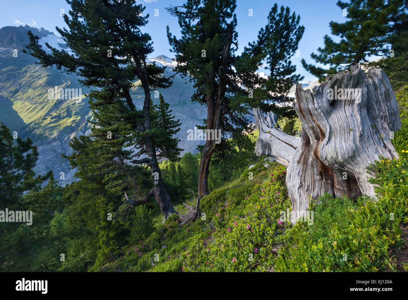 Aletschwald, der Schweiz, Europa, Kanton Wallis, Wallis, Aletsch Gebiet, UNESCO Weltnaturerbe, Pinien, Alpenrosen Stockfoto
