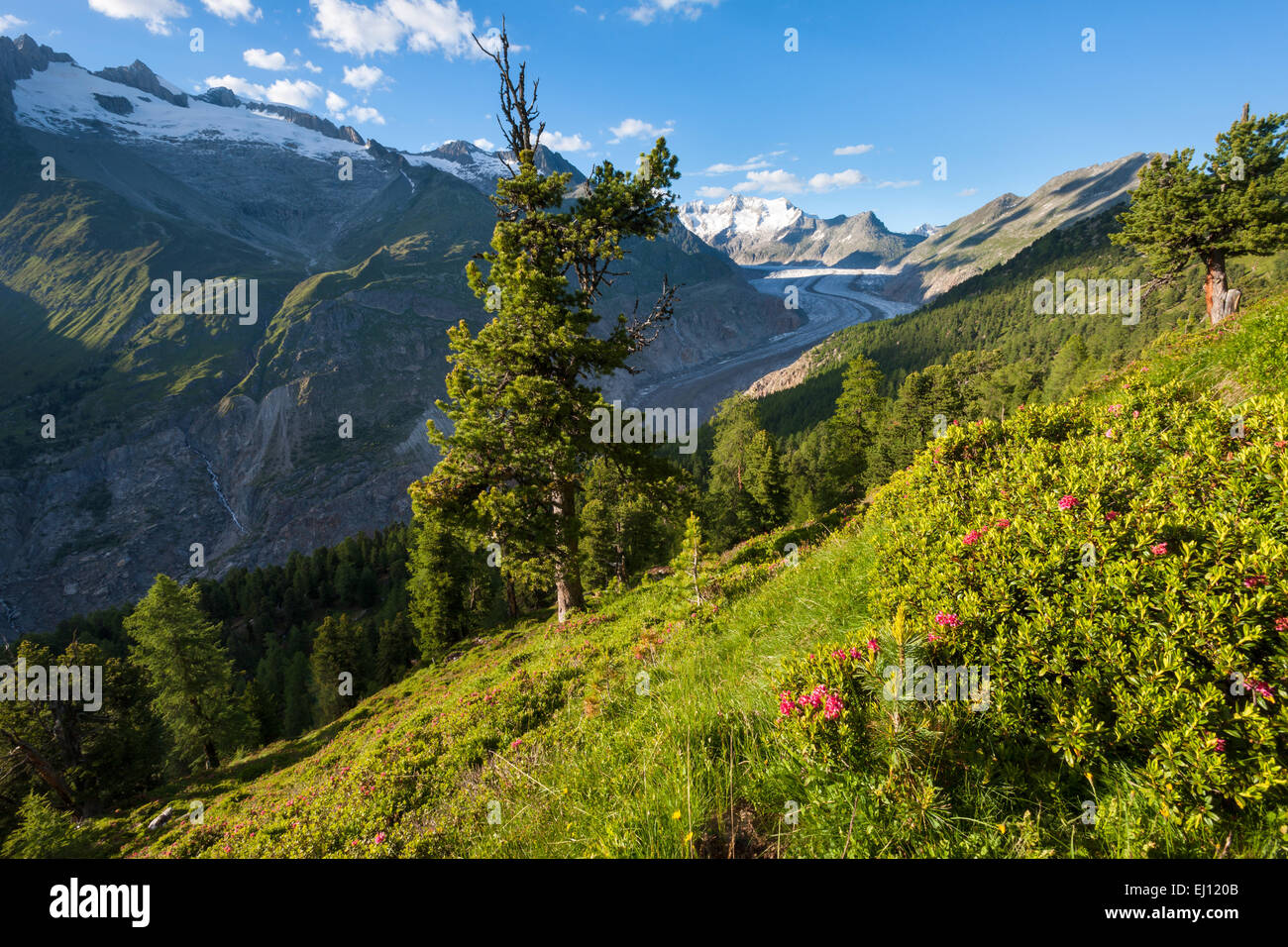 Aletschwald, der Schweiz, Europa, Kanton Wallis, Wallis, Aletsch Gebiet, UNESCO-Weltnaturerbe Aletsch Gletscher, Gletscher, Stockfoto