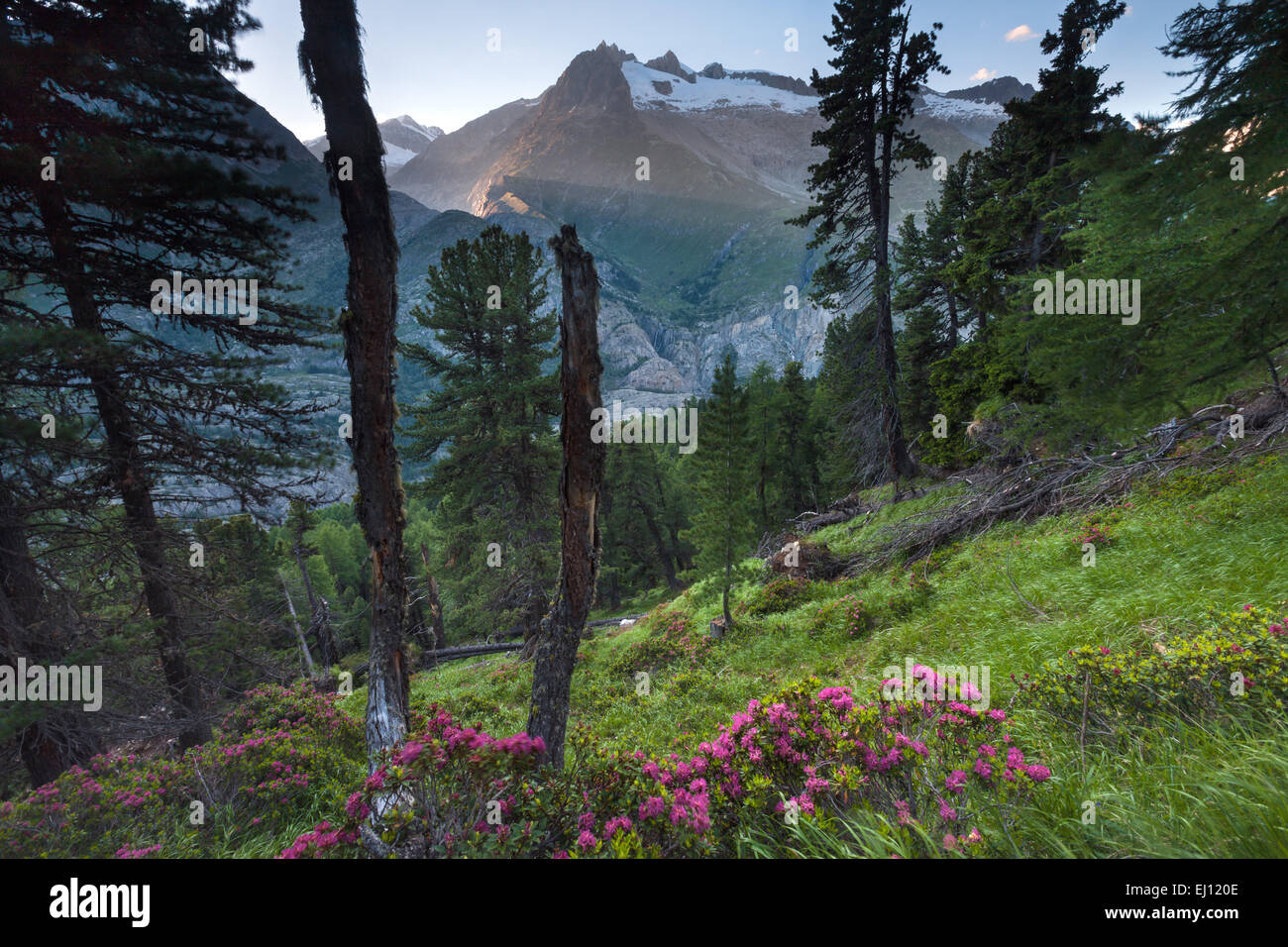 Aletschwald, der Schweiz, Europa, Kanton Wallis, Wallis, Aletsch Gebiet, UNESCO Weltnaturerbe, Stein, Kiefern, Lärchen, Baum Stockfoto