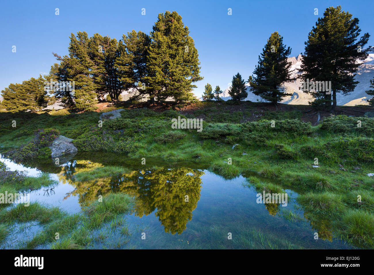 Aletschwald, der Schweiz, Europa, Kanton Wallis, Wallis, Aletsch Gebiet, UNESCO Weltnaturerbe, Stein Kiefern, Reflexion, l Stockfoto