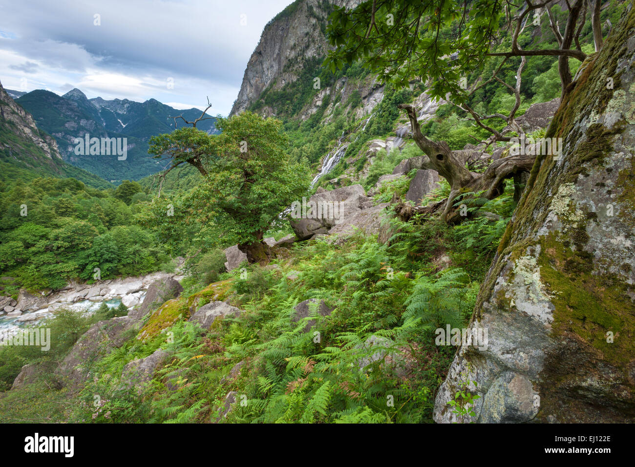 Bavona-Tal, der Schweiz, Europa, Kanton Ticino, Kastanie Holz, Holz, Wald, Felsen, Klippe, Stockfoto