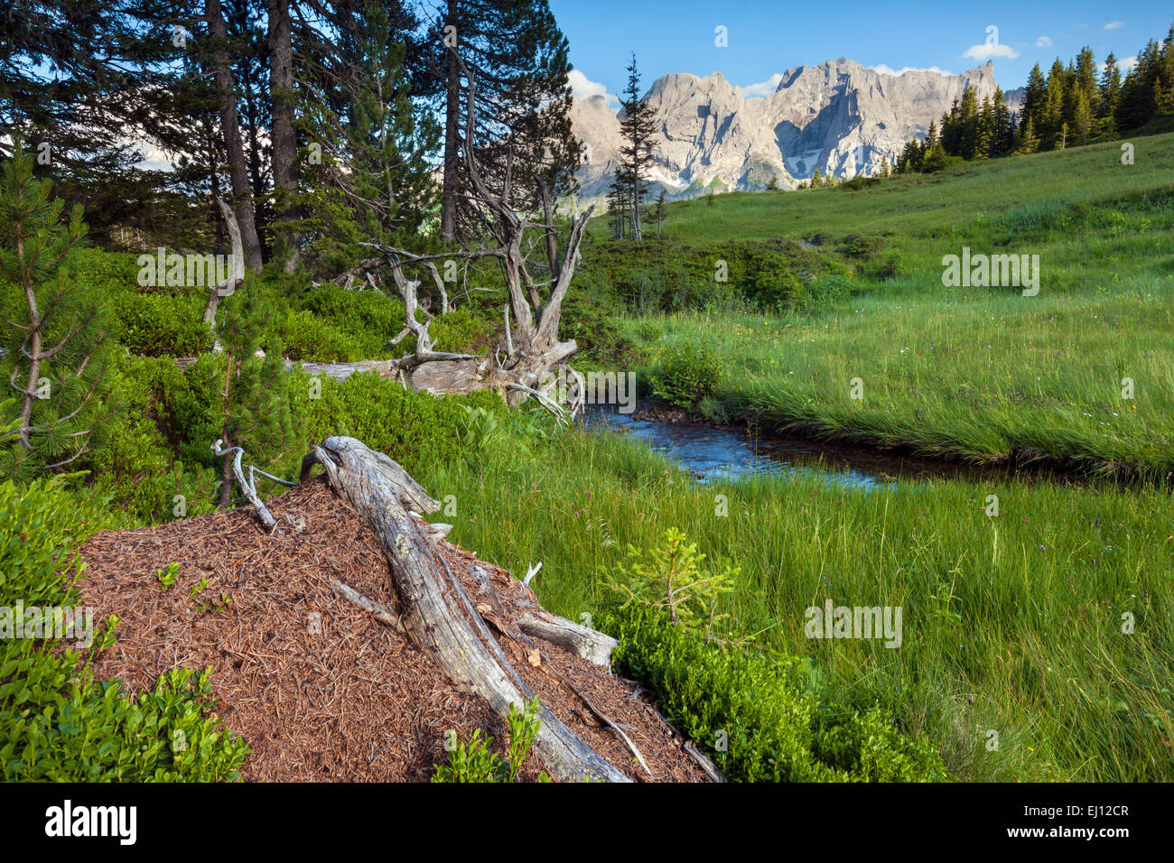 Chaltenbrunnen, Schweiz, Europa, Kanton Bern, Berner Oberland, Valley, Rosenlaui, Moor, Heide, Holz, Wald, Engelhörner, Ameise Stockfoto