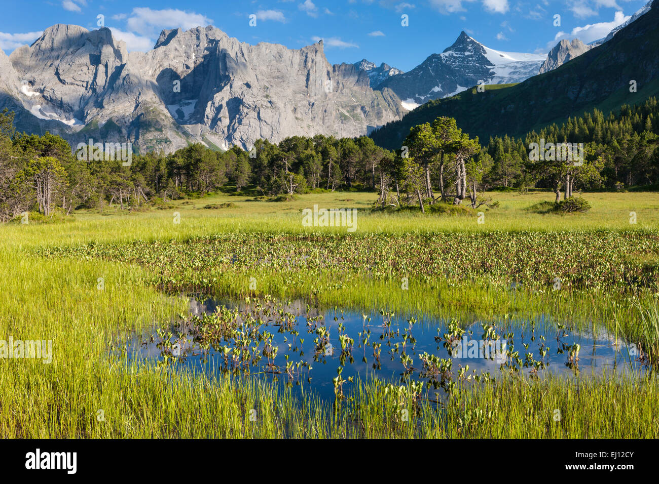 Chaltenbrunnen, Schweiz, Europa, Kanton Bern, Berner Oberland, Valley, Rosenlaui, Sumpf, Moor, Holz, Wald, Engelhörner, moo Stockfoto