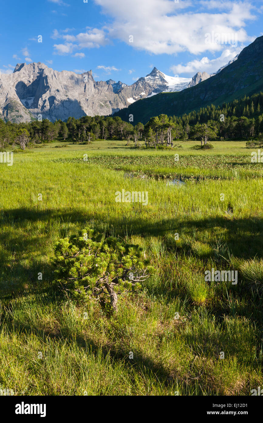 Chaltenbrunnen, Schweiz, Europa, Kanton Bern, Berner Oberland, Valley, Rosenlaui, Sumpf, Moor, Wald, Engelhörner, Holz Stockfoto