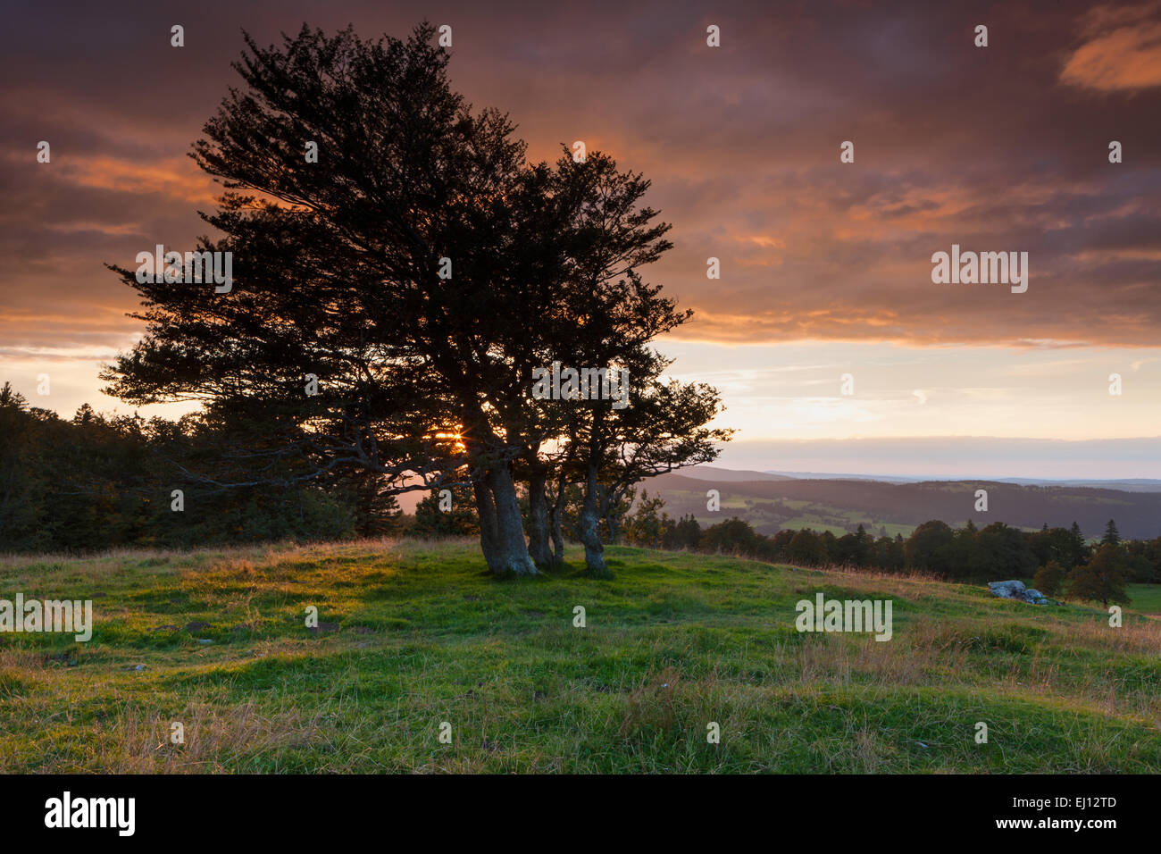 Le Soliat, Schweiz, Europa, Kanton Neuenburg, Jura, Neuenburg, buchen, Bäume, Abend, Stimmung Stockfoto