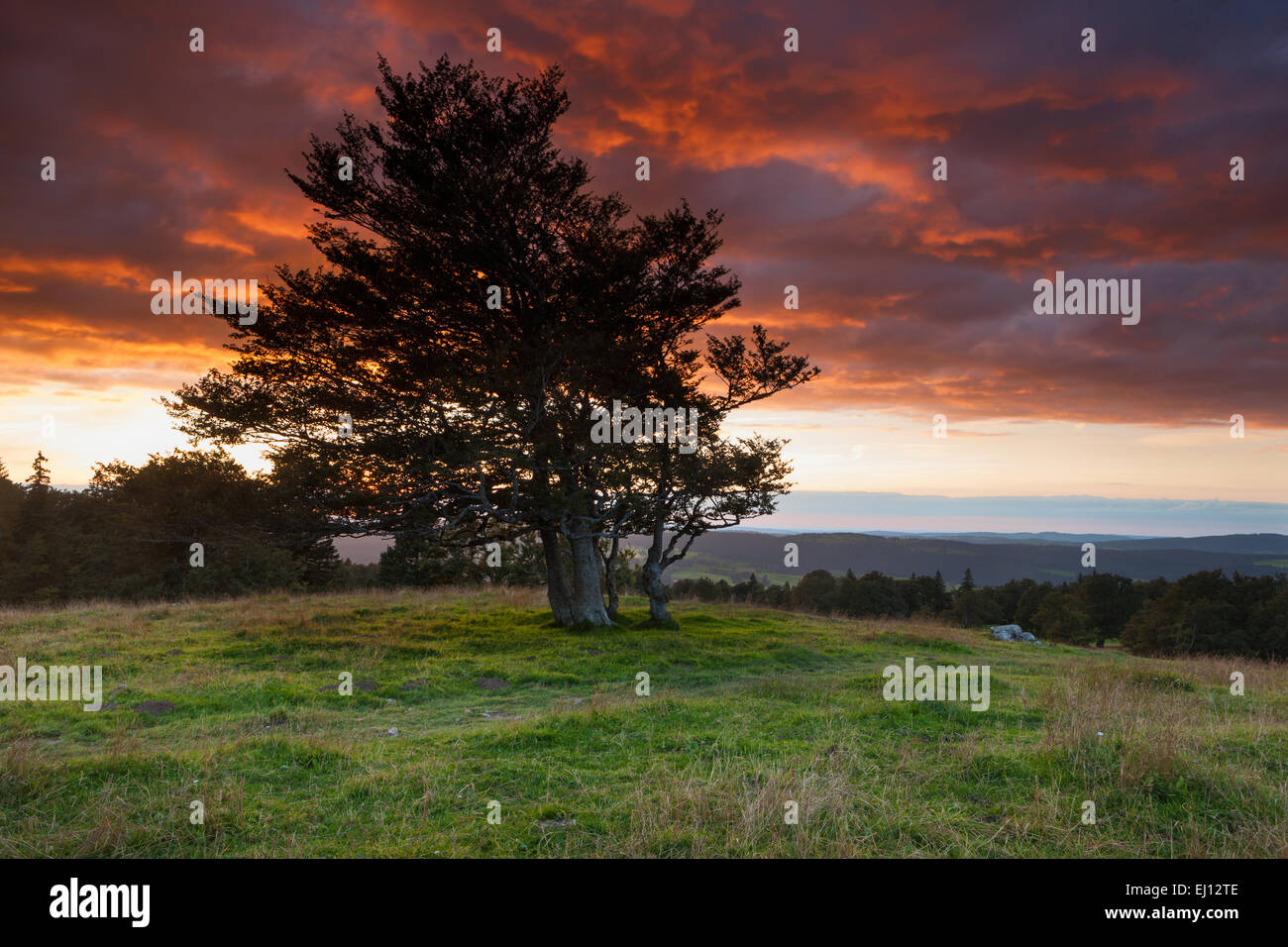 Le Soliat, Schweiz, Europa, Kanton Neuenburg, Jura, Neuenburg, buchen, Bäume, Abend, Stimmung Stockfoto