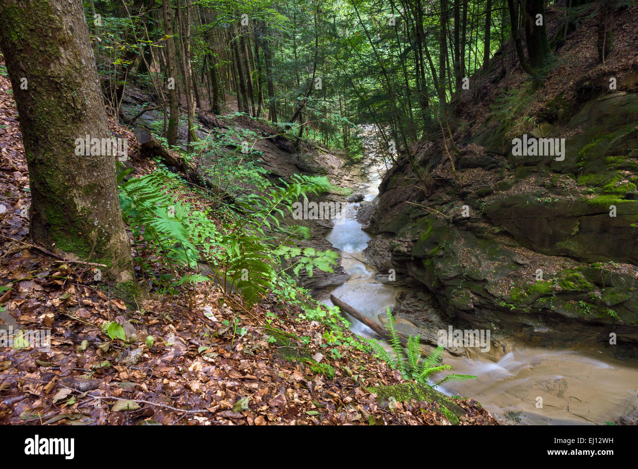 Mültobel, Schweiz, Europa, Kanton St. Gallen, Rheintal, Holz, Wald, Bach Stockfoto