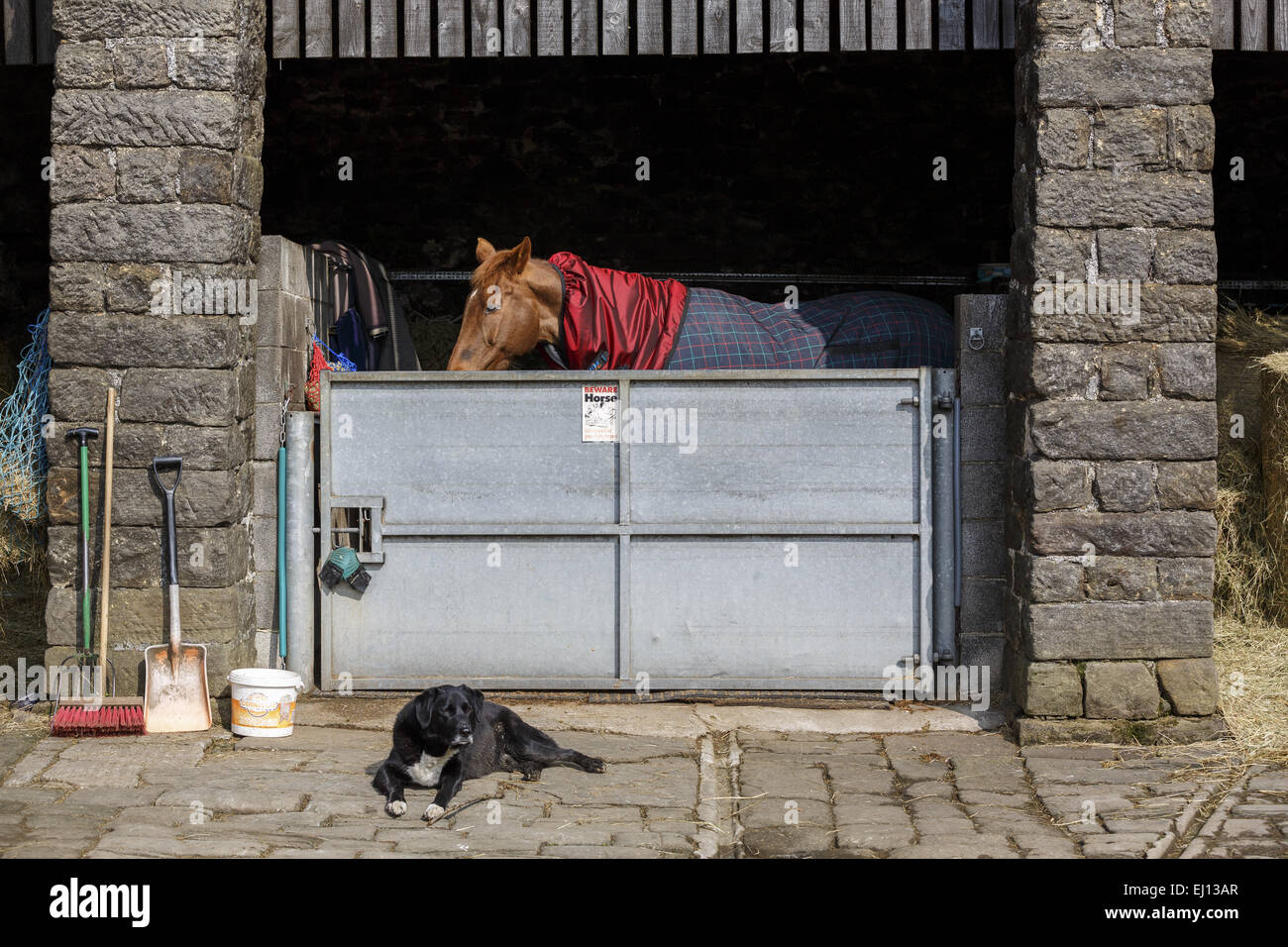 Pferd robust bis und schlafend in den stabilen mit dem Hund vor der Tür stabil Stockfoto