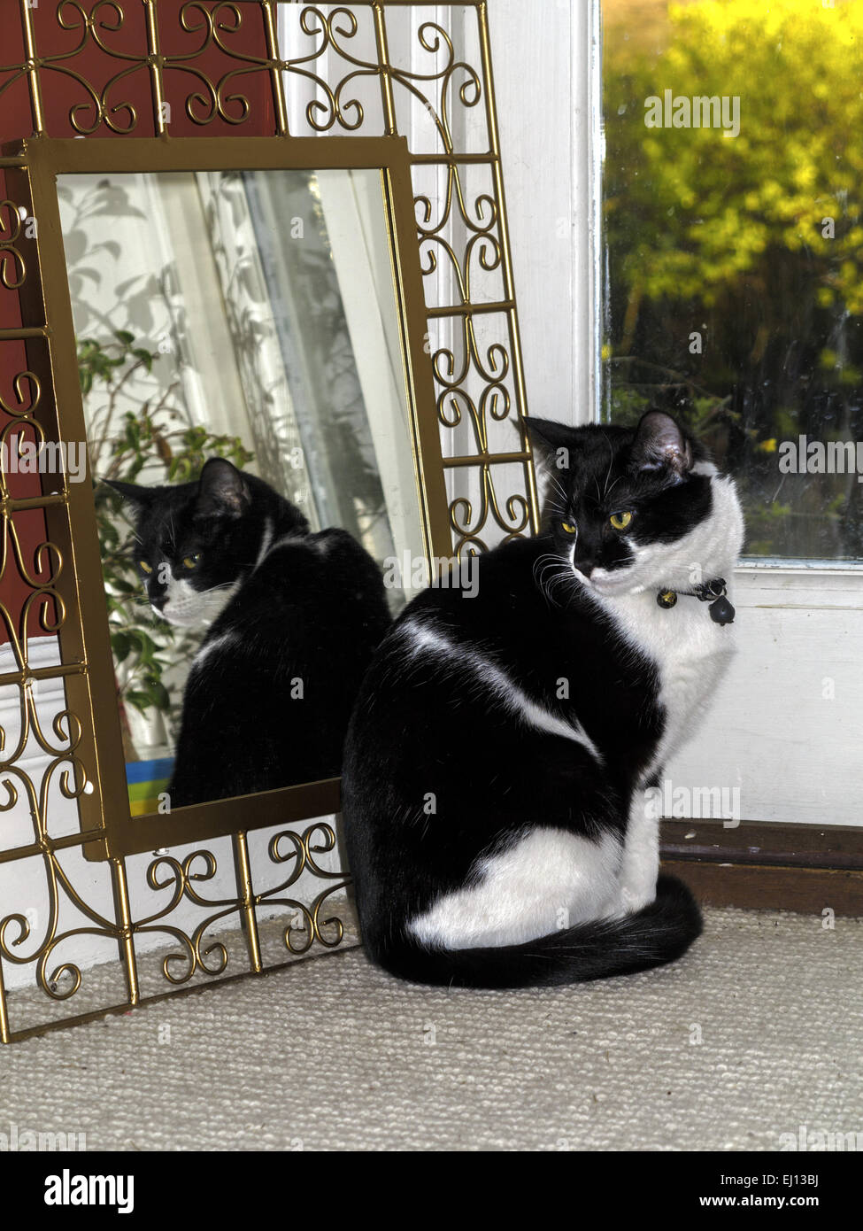 Schwarze und weiße Katze sitzt Reflexion im Spiegel durch ein Fenster Stockfoto