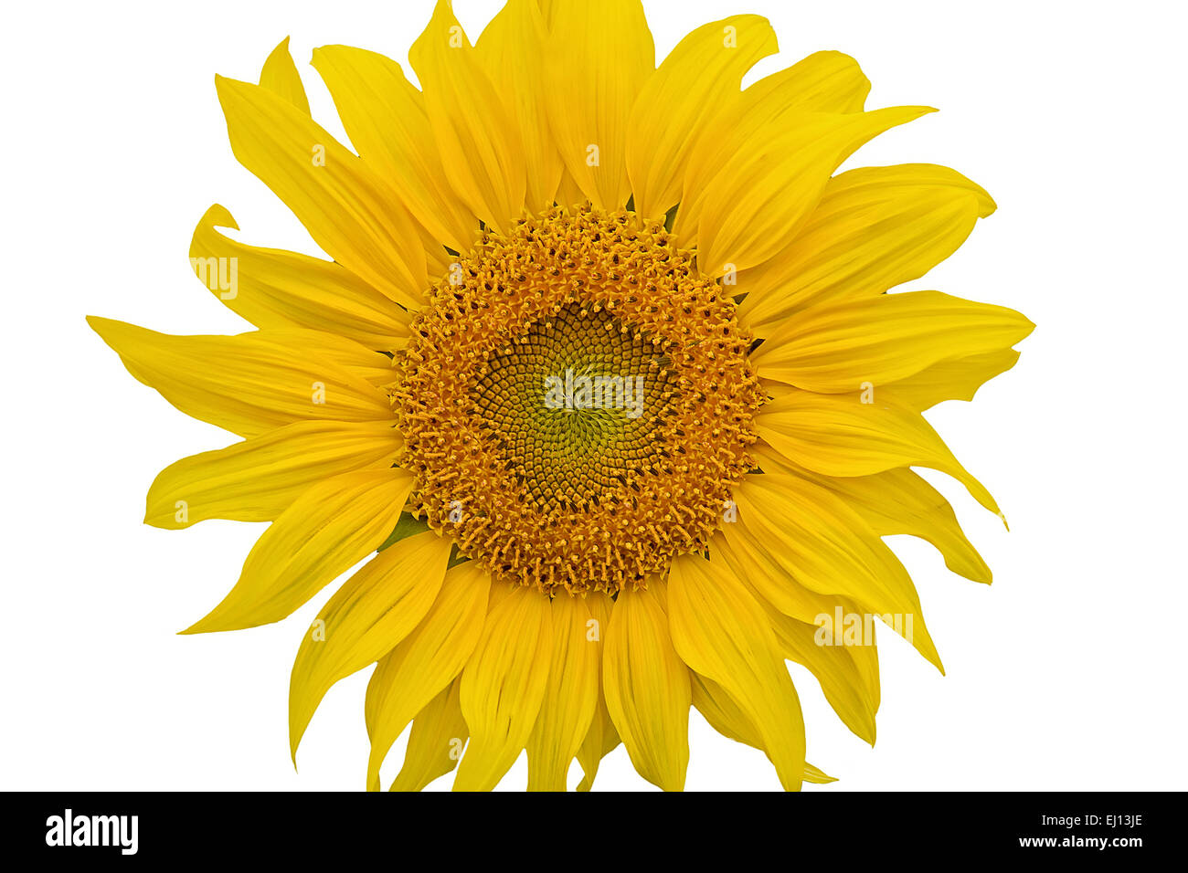 Sonnenblume Nahaufnahme isoliert auf weiss Stockfoto